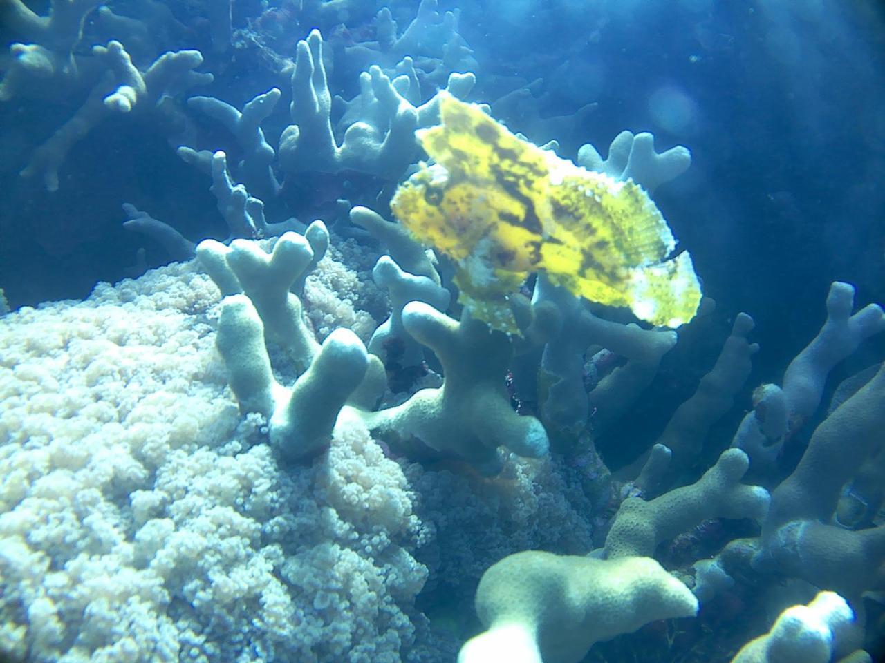Wakatobi Patuno Diving And Beach Resort By Sahid Wanci Buitenkant foto