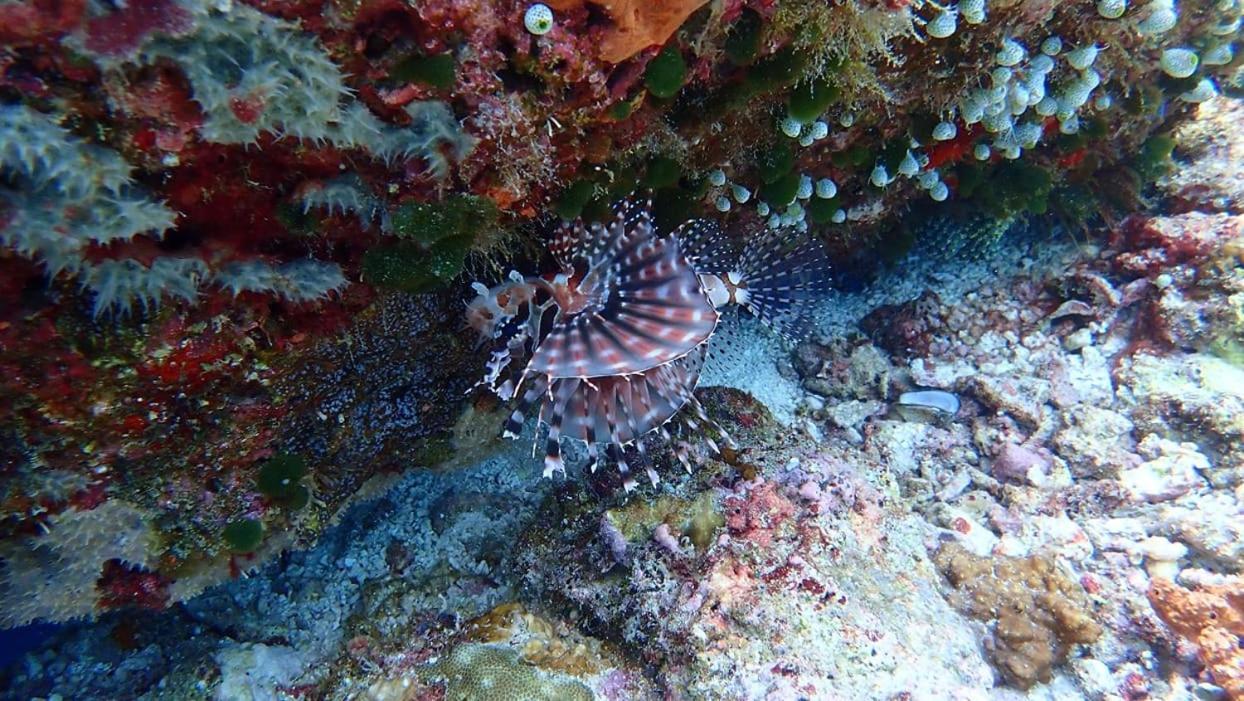 Wakatobi Patuno Diving And Beach Resort By Sahid Wanci Buitenkant foto