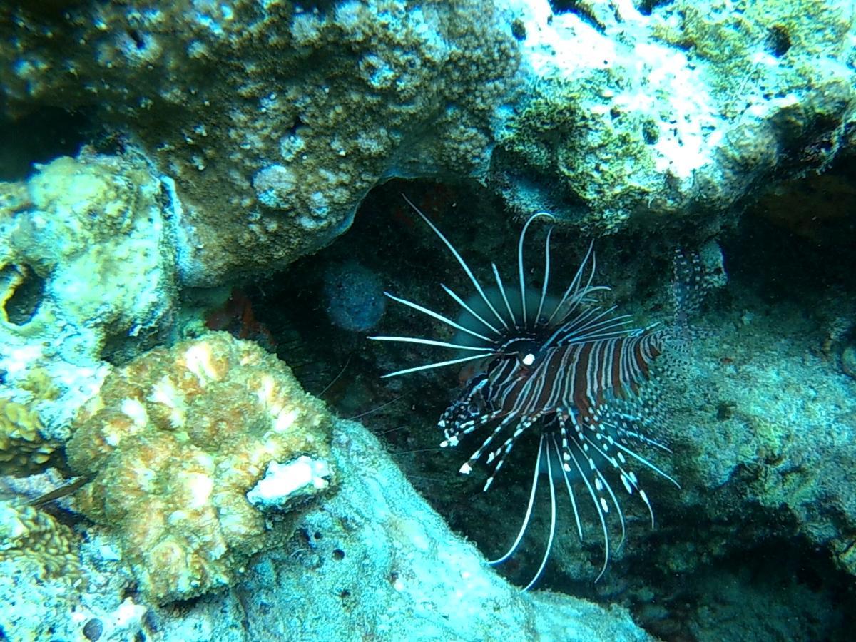 Wakatobi Patuno Diving And Beach Resort By Sahid Wanci Buitenkant foto