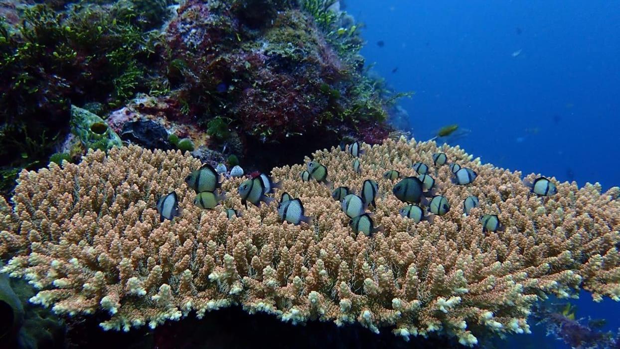 Wakatobi Patuno Diving And Beach Resort By Sahid Wanci Buitenkant foto